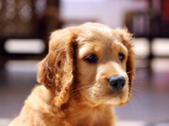 Hip Dysplasia and Dogs