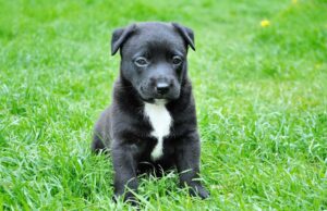 If You Eat Meat You Need To Know These 5 Facts