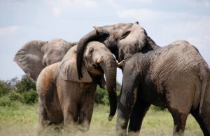Tamaya is Horse Heaven for People Too