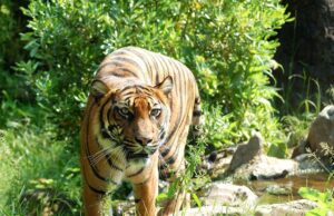 Girrafe Brutally Tortured at Boston Zoo