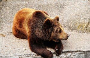 No Longer Need An Act Of Congress For Pets To Ride Trains