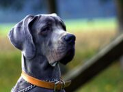 6 Animals that Went Viral Around the World